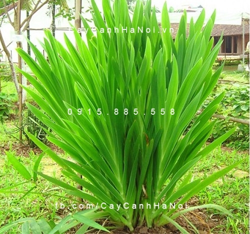 Cây Lan rẽ quạt hoa vàng