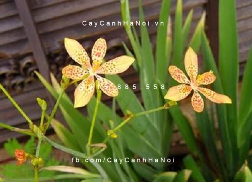 Cây Lan rẽ quạt hoa vàng