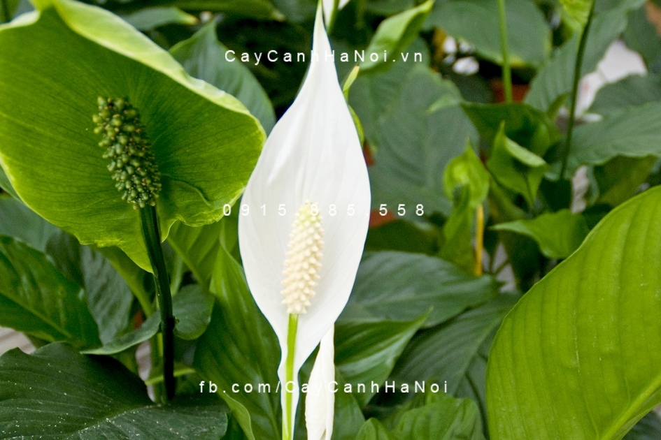 Lan Ý Mỹ Lan Ý Mỹ
