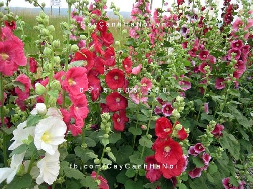 Cây Mãn đường hồng