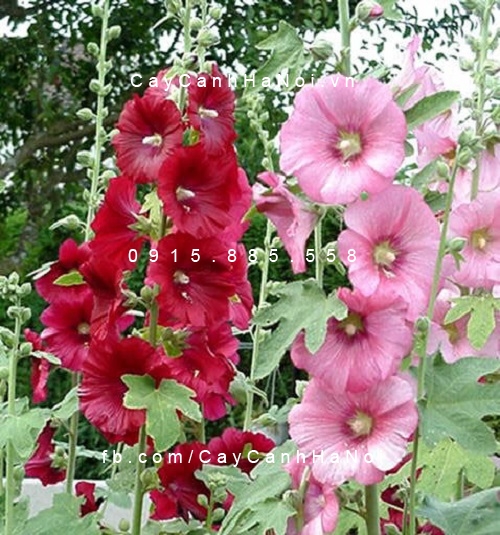 Cây Mãn đường hồng