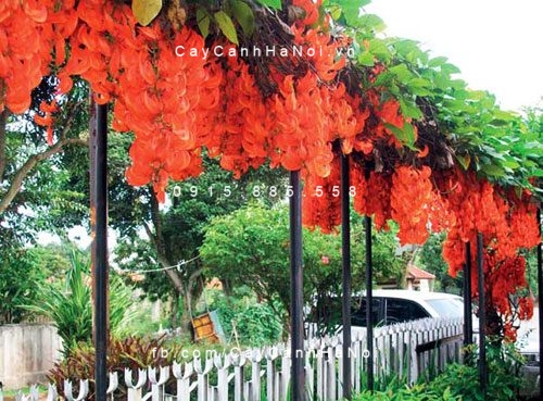 cay-hoa-mong-rong cây hoa móng rồng