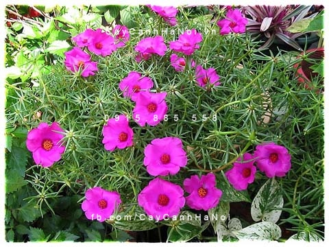 muoi-gio-sam-my hoa mười giờ sam mỹ