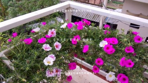 hoa-muoi-gio-my hoa mười giờ mỹ