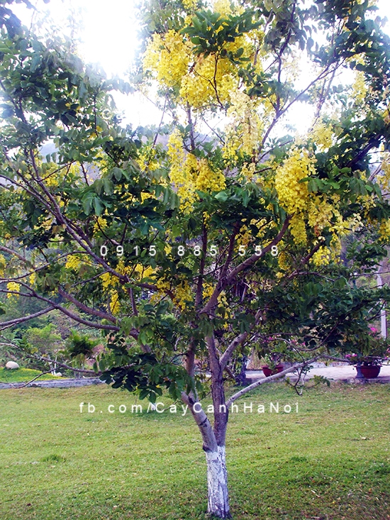 Cây muồng hoàng yến là giống cây cảnh công trình rất được ưa chuộng muong-hoang-yen
