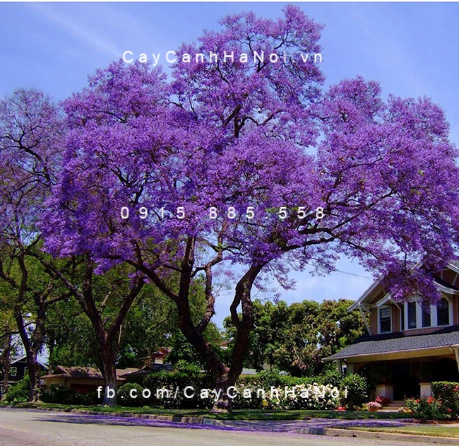 Cây hoa Phượng tím có nhiều tán, nhiều cành phuong-tim