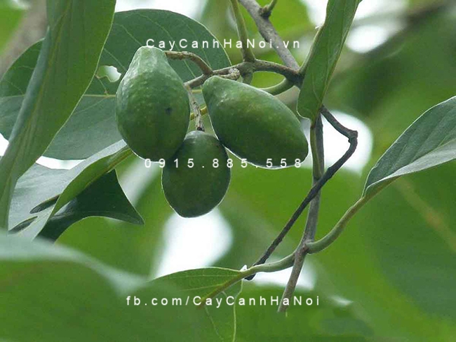 Quả của cây Chiêu Liêu qua-cay-chieu-lieu