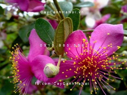cay-hoa-sim-thai-lan Cây hoa sim thái lan
