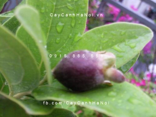 cay-hoa-sim-thai-lan cây hoa sim thái lan