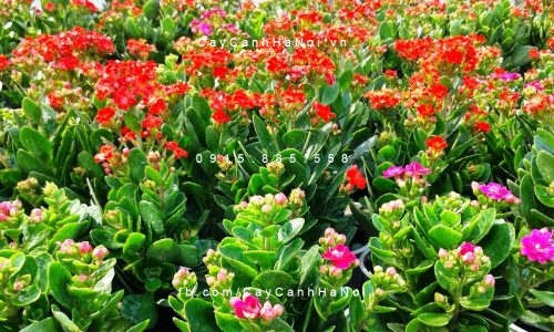 song-doi-sa-dec Cây hoa sống đời sa dec