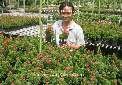 song-doi-sa-dec Những chậu sống đời sadec ở nhà vườn