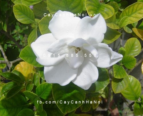 cay-hoa-nhai-nhat Cây hoa nhài tây
