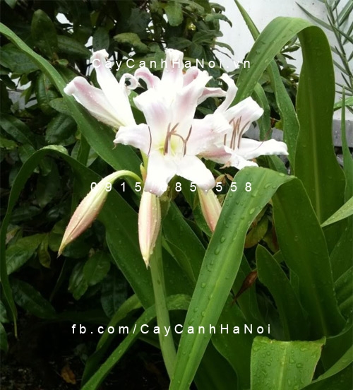 trinh nữ hoàng cung trinh nữ hoàng cung