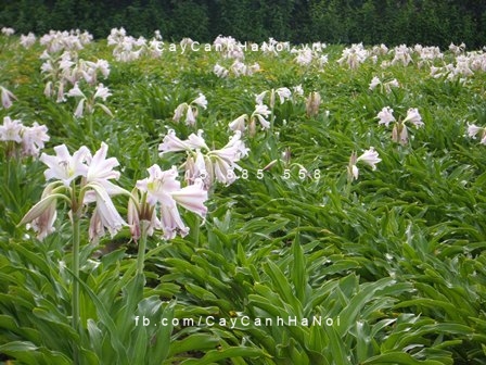 trinh nữ hoàng cung trinh nữ hoàng cung