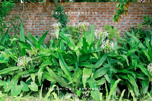 trinh nữ hoàng cung trinh nữ hoàng cung