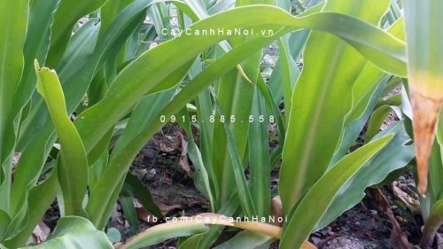 trinh nữ hoàng cung trinh nữ hoàng cung