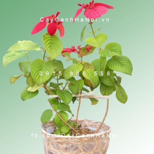 Bướm đỏ Bướm đỏ