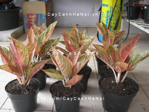 Cây Thịnh Vượng để bàn Cây Thịnh Vượng để bàn
