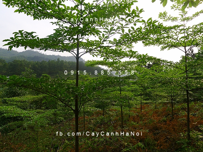 Cây chiêu liêu có tán xòe rộng vuon-uom-chieu-lieu