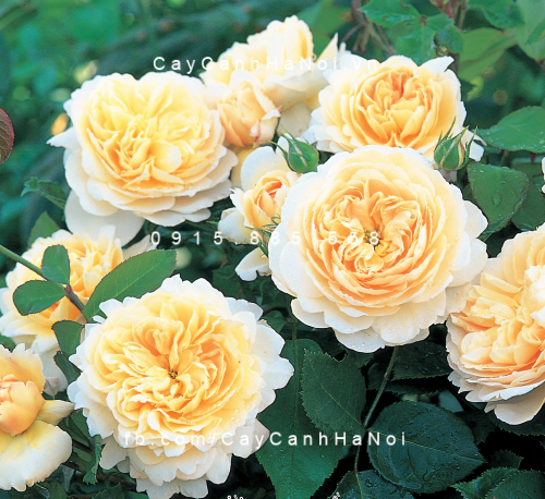 Hoa hồng Crocus Tree Rose