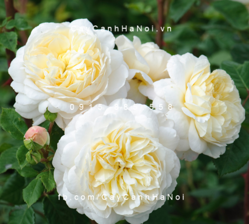 Hoa hồng Crocus Tree RoseHoa hồng Crocus Tree Rose