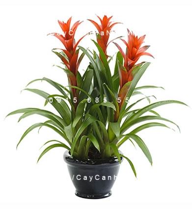 Hình ảnh cây phong lộc hoa