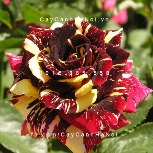 Hình ảnh hoa hồng Abracadabra Tree Rose