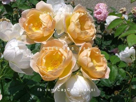 Hoa hồng Comtes de Champagne Tree Rose