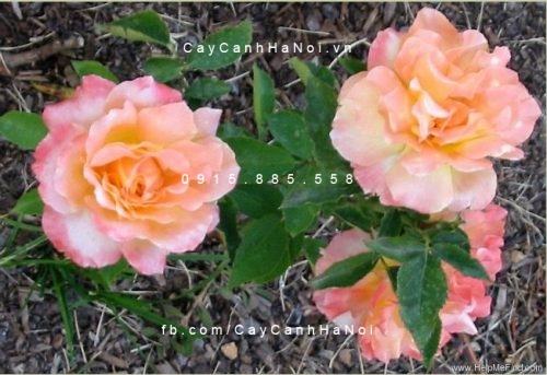 Hoa hồng Grand Impression Tree Rose