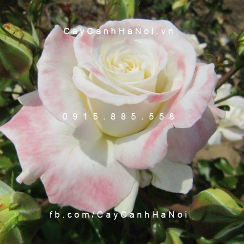 Hình ảnh hoa hồng Titanic Tree Rose