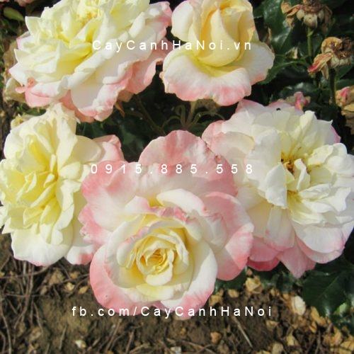 Hình ảnh hoa hồng Titanic Tree Rose
