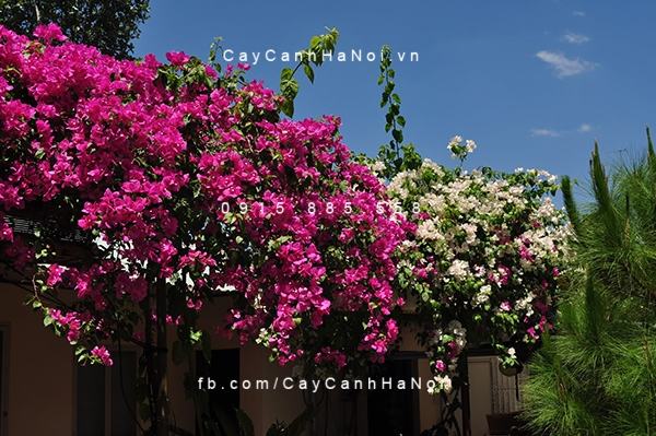 Cây hoa giấy 2 màu ra hoa quanh năm và có dáng thế đẹp
