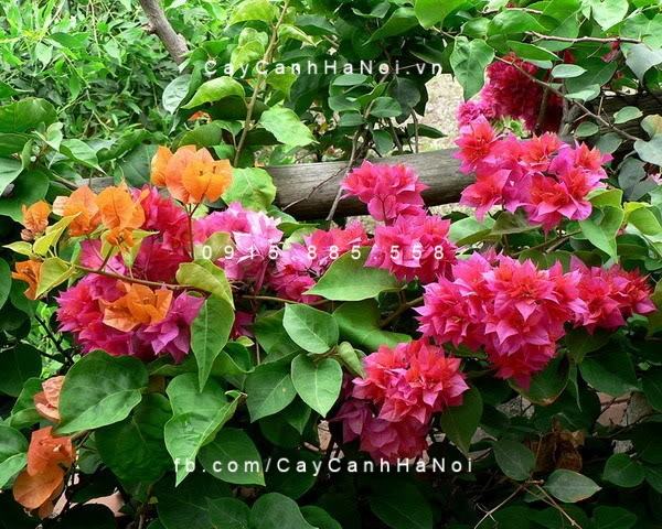 Cây hoa giấy Hà Nội (2) Cây hoa giấy Hà Nội (2)