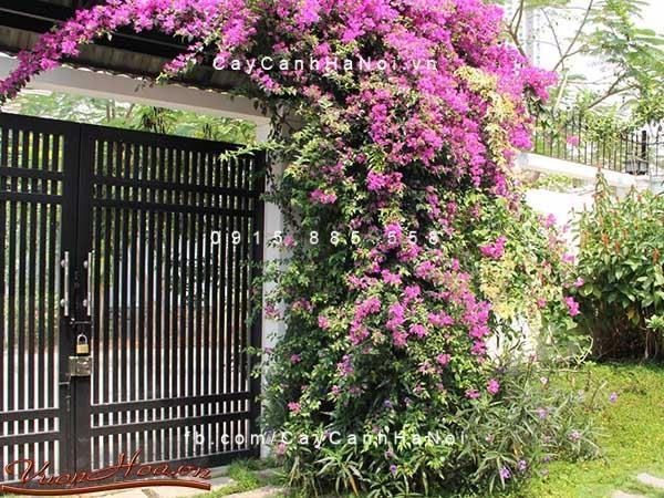 Cây hoa giấy Hà Nội (3) Cây hoa giấy Hà Nội (3)