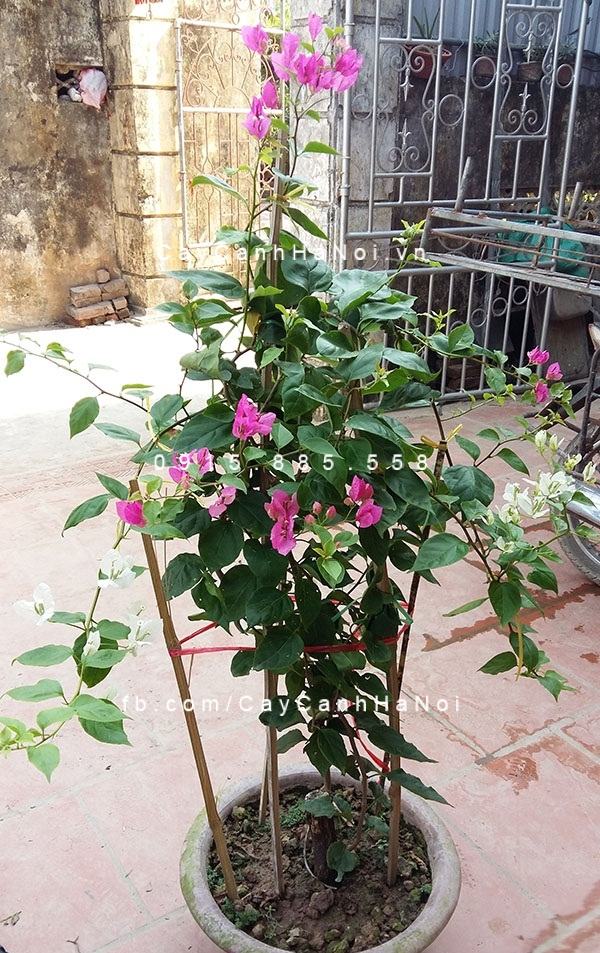 Cây hoa giấy hai màu (2) Cây hoa giấy hai màu (2)