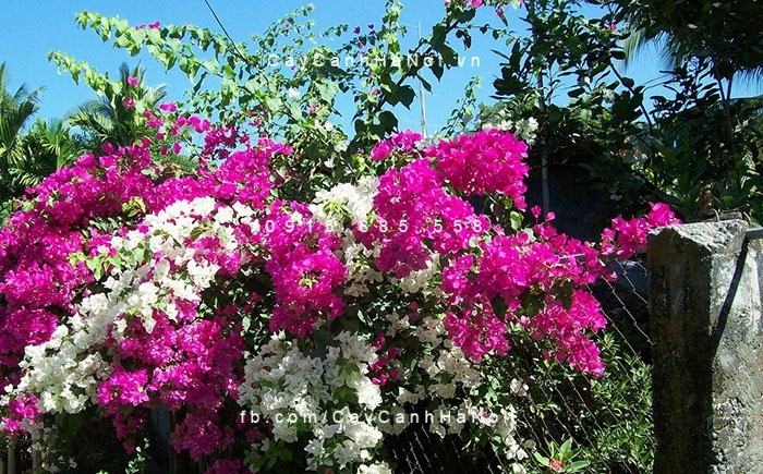 Cây hoa giấy hai màu (3) Cây hoa giấy hai màu (3)
