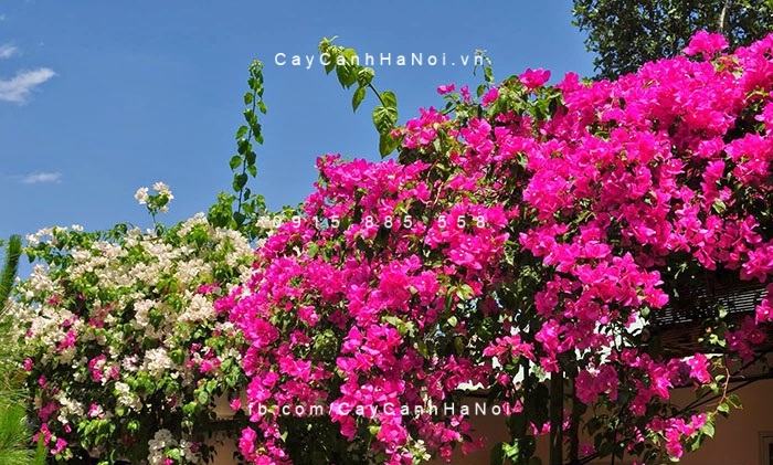 Cây hoa giấy hai màu (4) Cây hoa giấy hai màu (4)