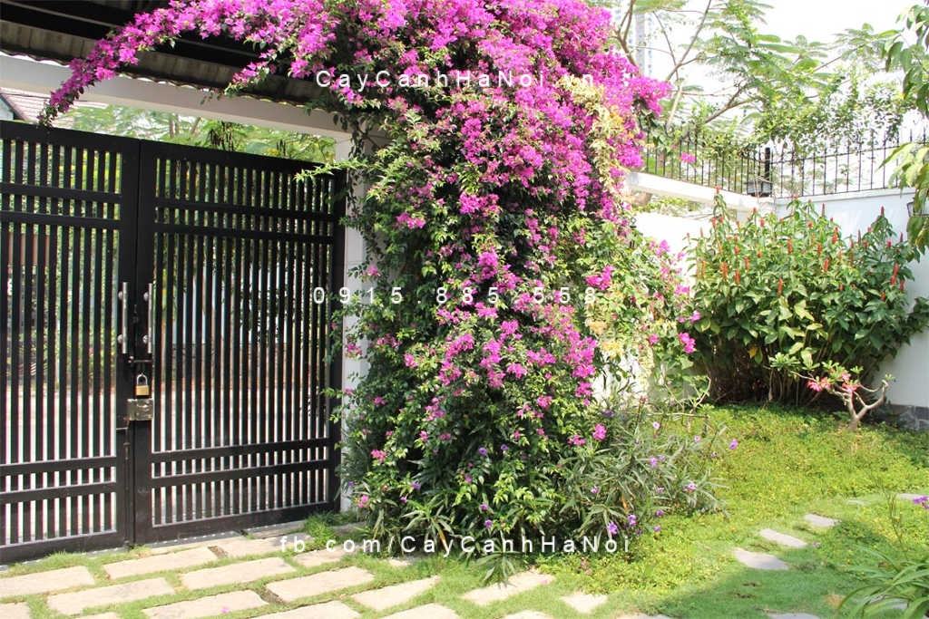 Cây hoa giấy leo (1) Cây hoa giấy leo (1)