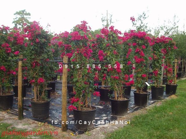 Cây hoa giấy leo (2) Cây hoa giấy leo (2)