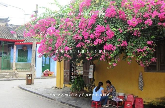 Cây hoa giấy leo (4) Cây hoa giấy leo (4)
