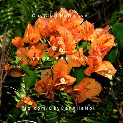 Cây hoa giấy màu cam (1) Cây hoa giấy màu cam (1)