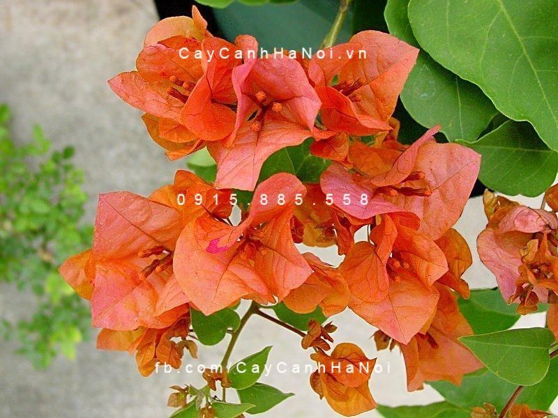Cây hoa giấy màu cam (2) Cây hoa giấy màu cam (2)
