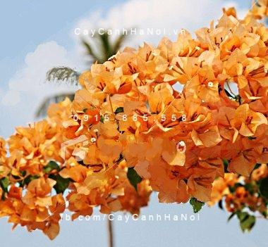 Cây hoa giấy màu cam (3) Cây hoa giấy màu cam (3)
