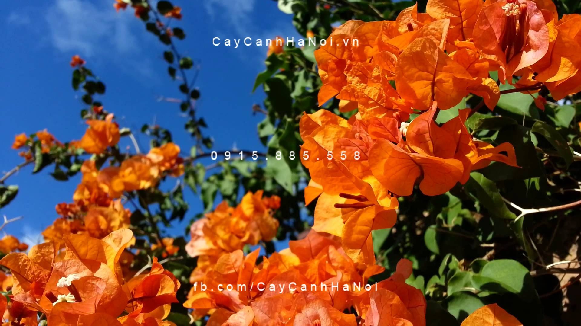 Cây hoa giấy màu cam (4) Cây hoa giấy màu cam (4)