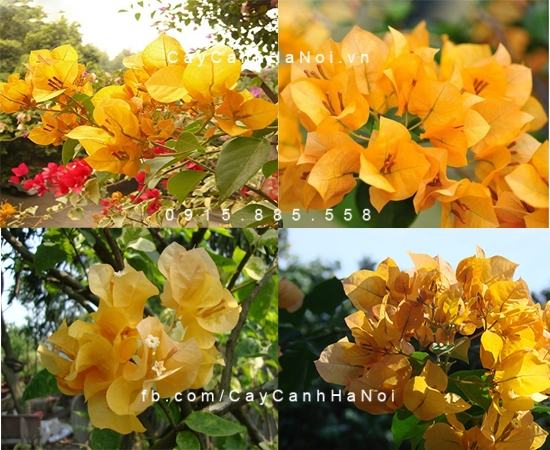 cây hoa giấy màu vàng