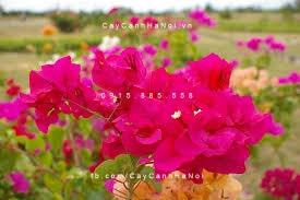 Cây hoa giấy mini (1) Cây hoa giấy mini (1)
