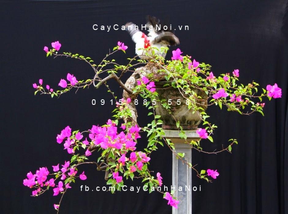 Cây hoa giấy mini (2) Cây hoa giấy mini (2)
