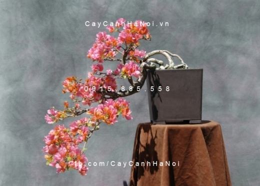 Cây hoa giấy mini (4) Cây hoa giấy mini (4)