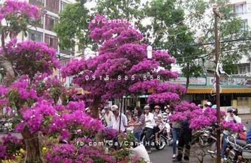 cây hoa giấy thế cây hoa giấy thế