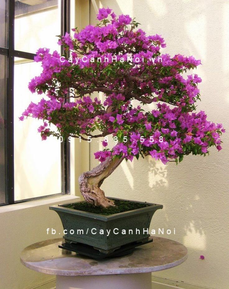 cây hoa giấy thế cây hoa giấy thế